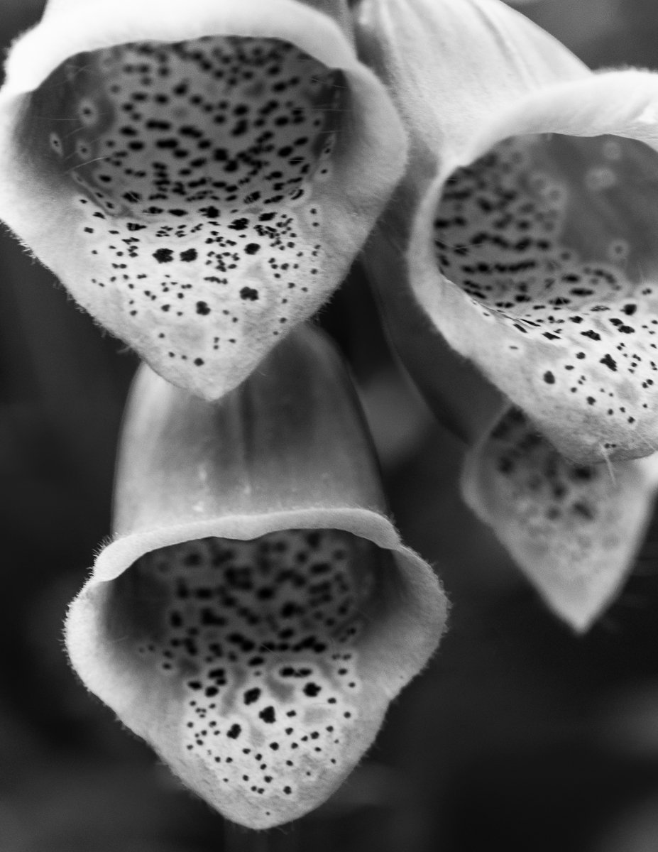 Flowers & Gardens