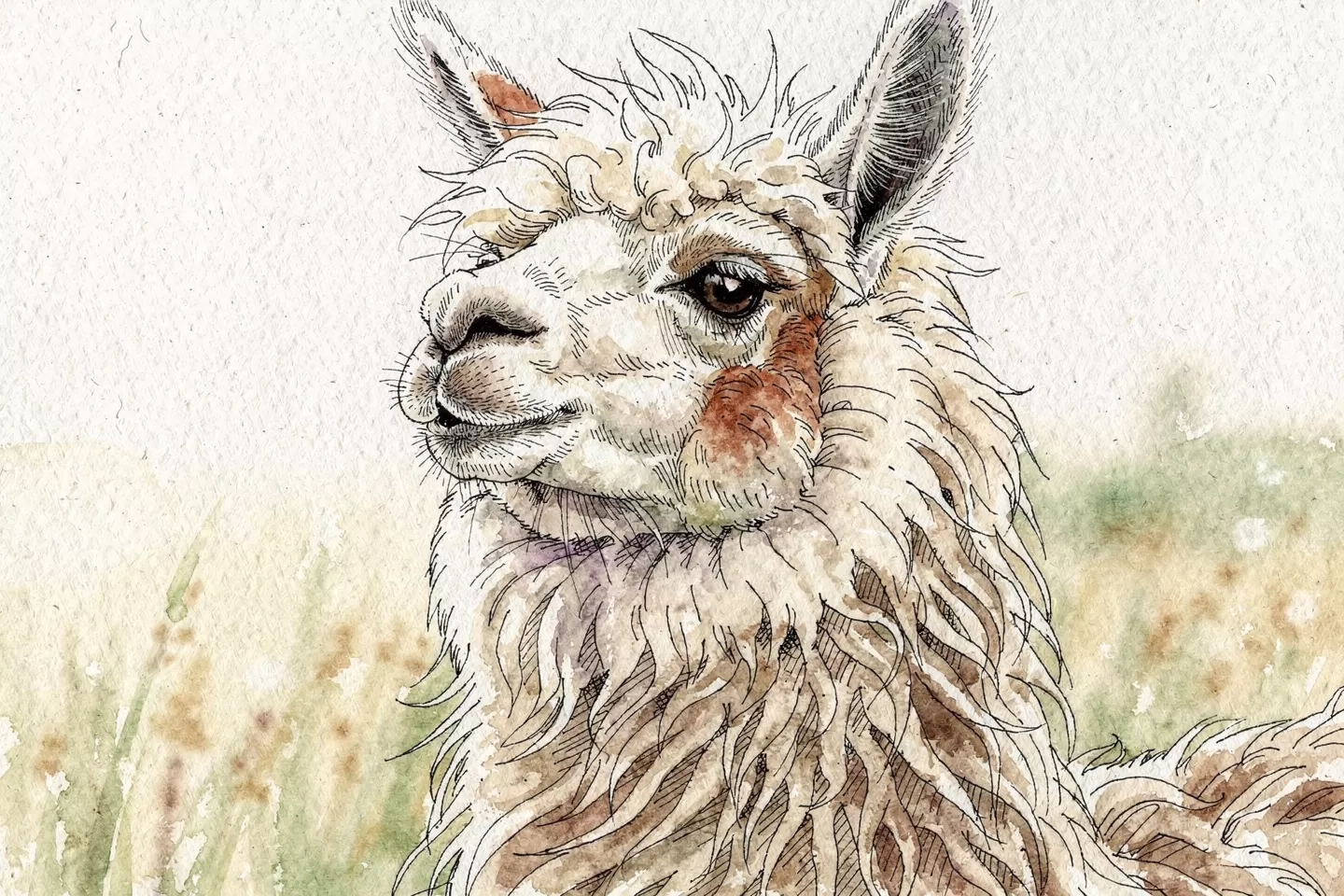 Gentle Alpaca