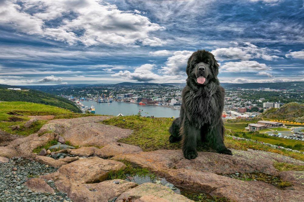 Signal Hill art