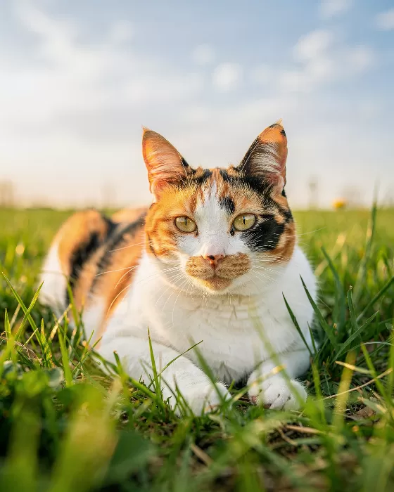 Spring Calico