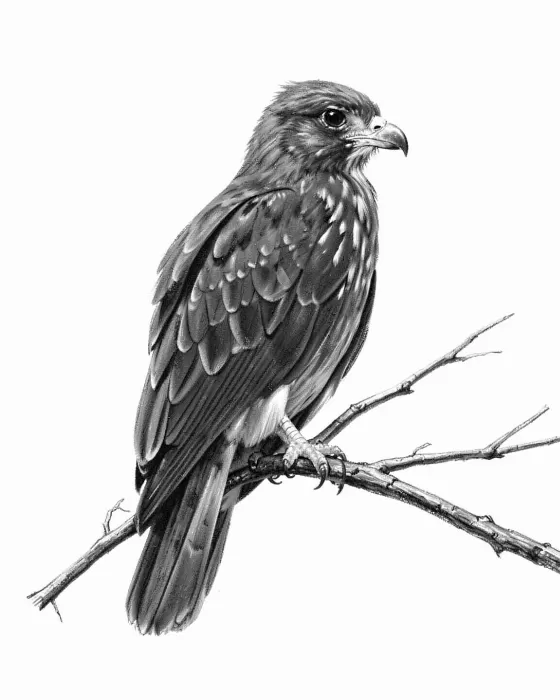 Perched Falcon