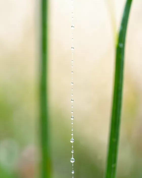 Web Dew