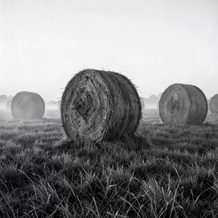 Misted Stack