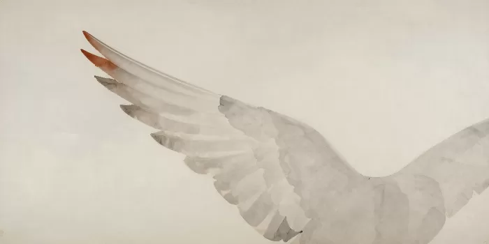 Dove Sky