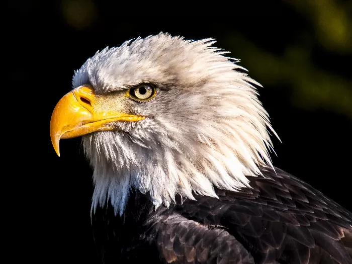 Adler