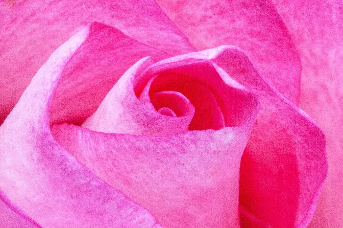 pink rose
