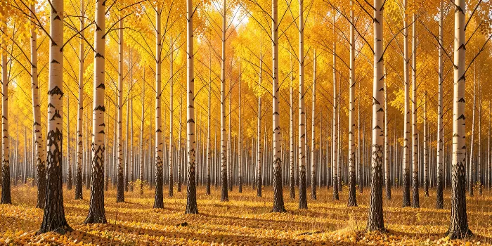 Golden Grove II