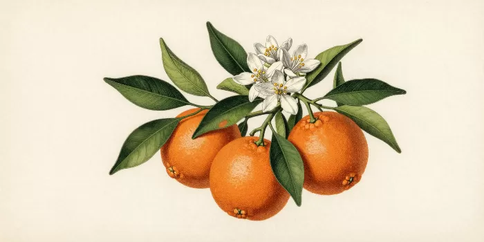 Bitter Orange
