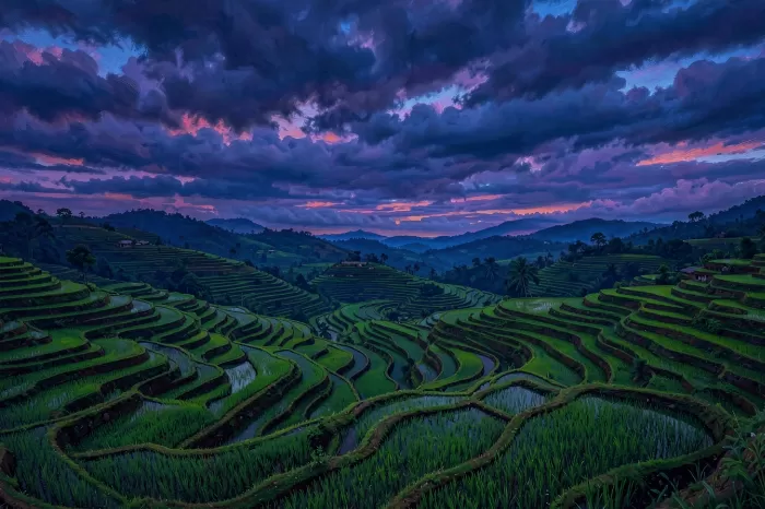 Dusky Paddies
