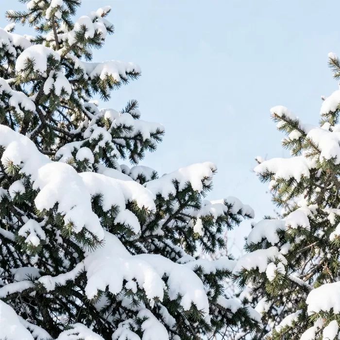 Evergreen Frost