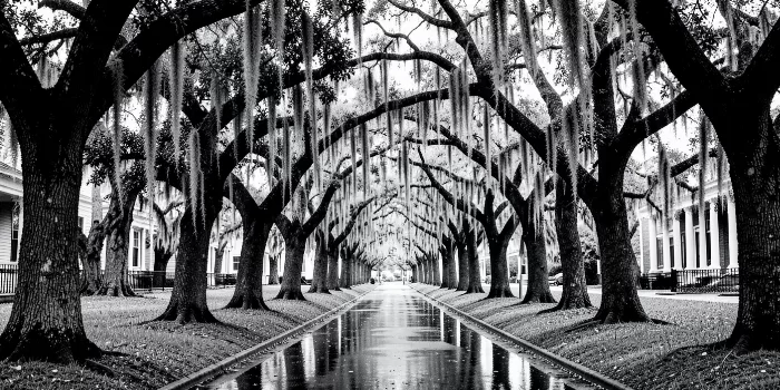 Moss Canopy