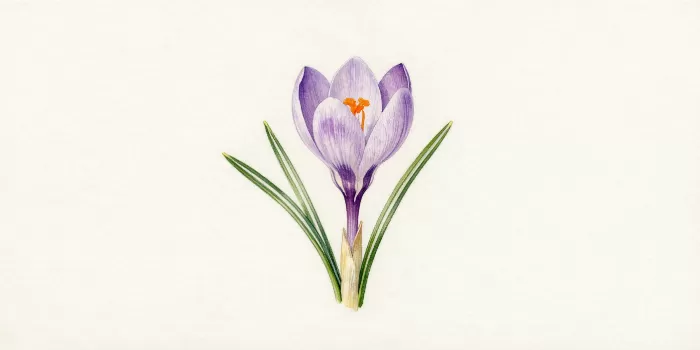 Prairie Crocus III