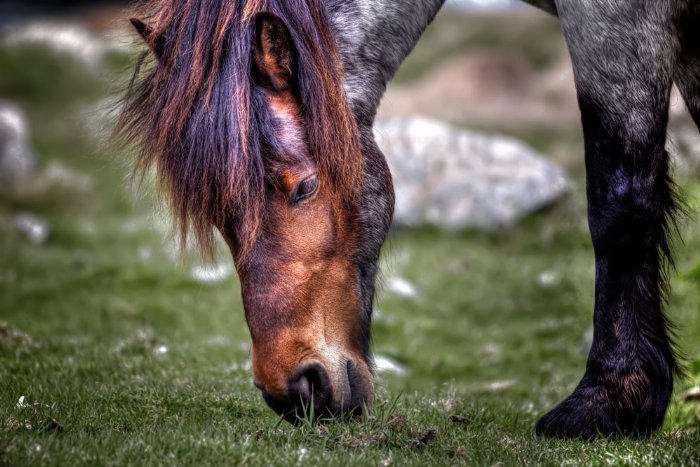 Newfoundland Pony - Newfoundland art print