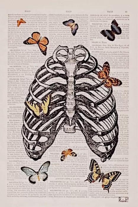 ribcage