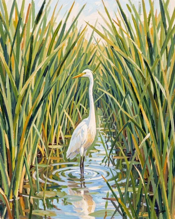 Marsh Egret