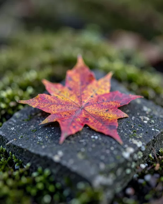 Maple Solitaire