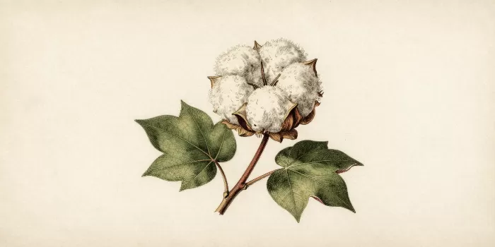 Cotton Study