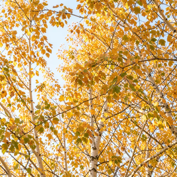 Backlit Leaves