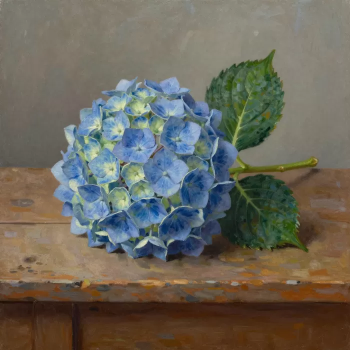 Hydrangea Still