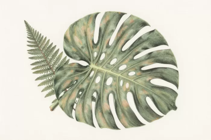 Split Frond