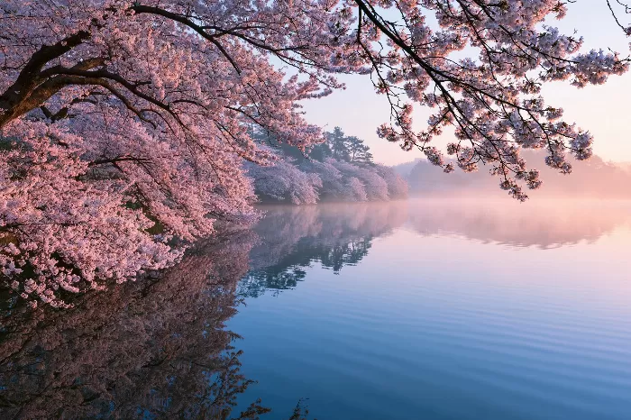 Blossom Dawn