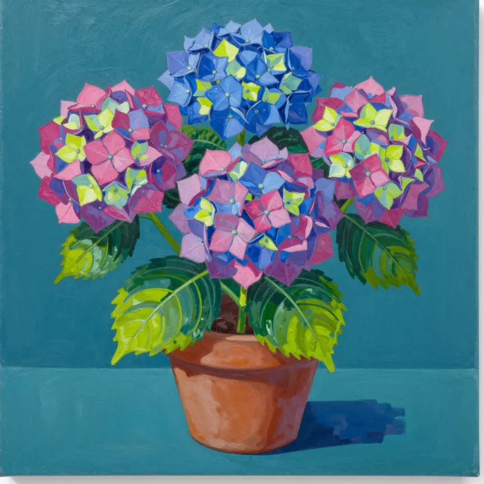 Potted Hydrangea