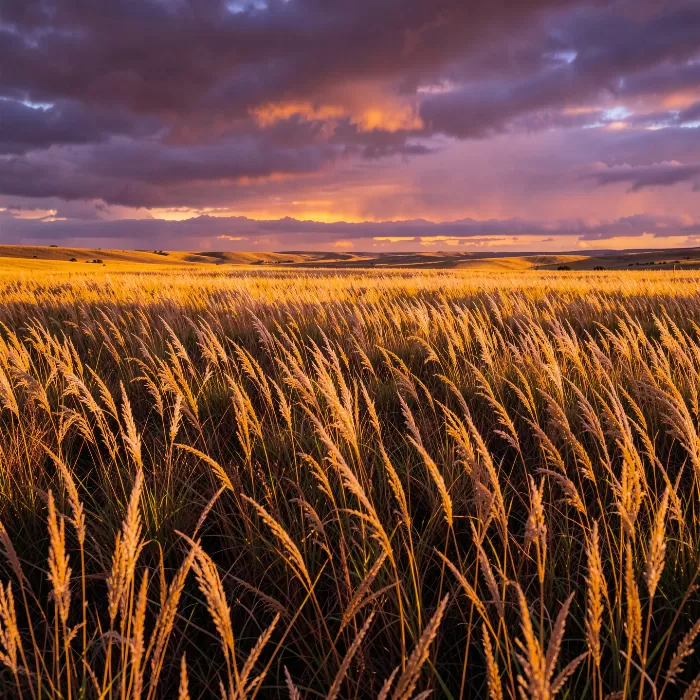 Amber Grasslands