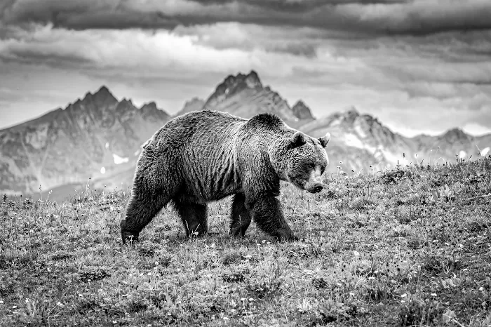 Alpine Wanderer