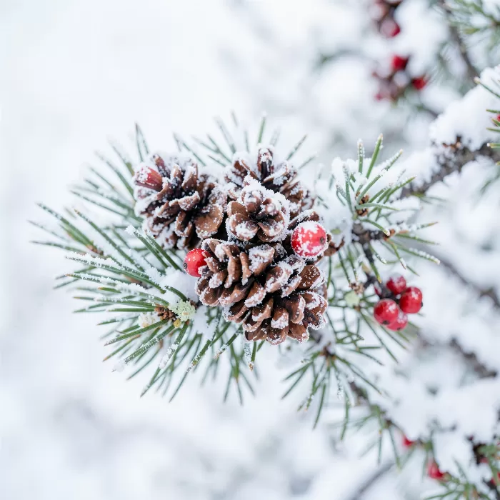 Frosted Pinecones