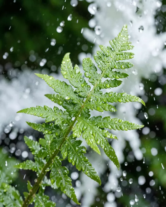 Water Fern