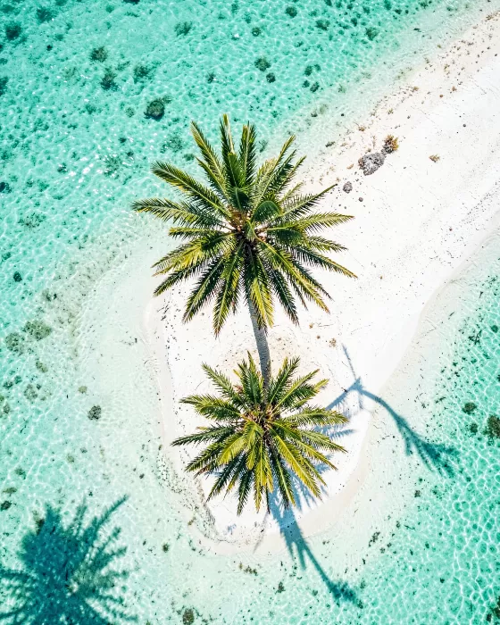Solitary Palm