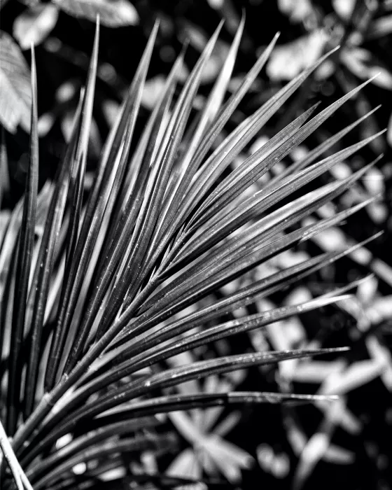 Frond Shadow