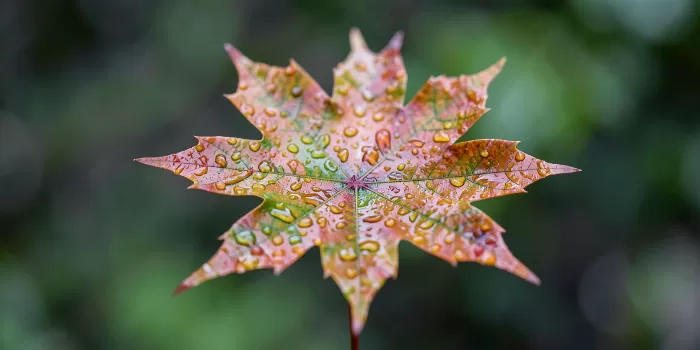 Rainleaf