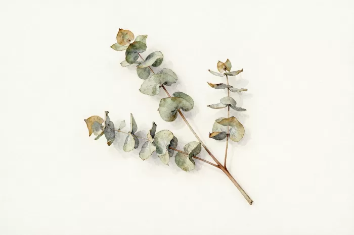 Dried Eucalyptus
