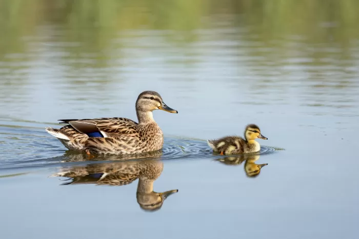 Pond Crossing