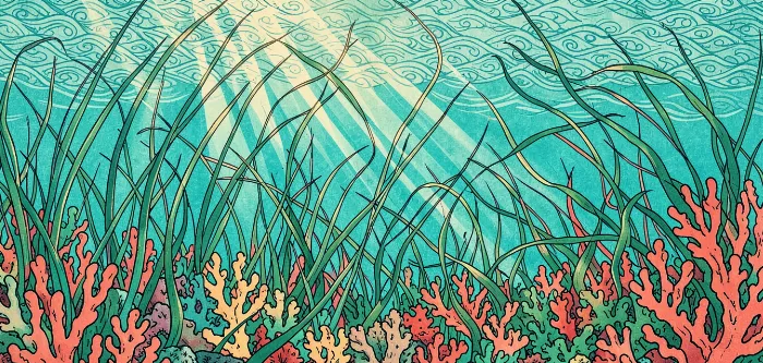 Seagrass Stream