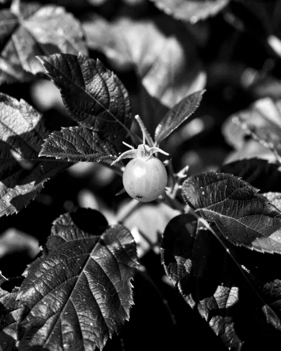 Pearl Fruit