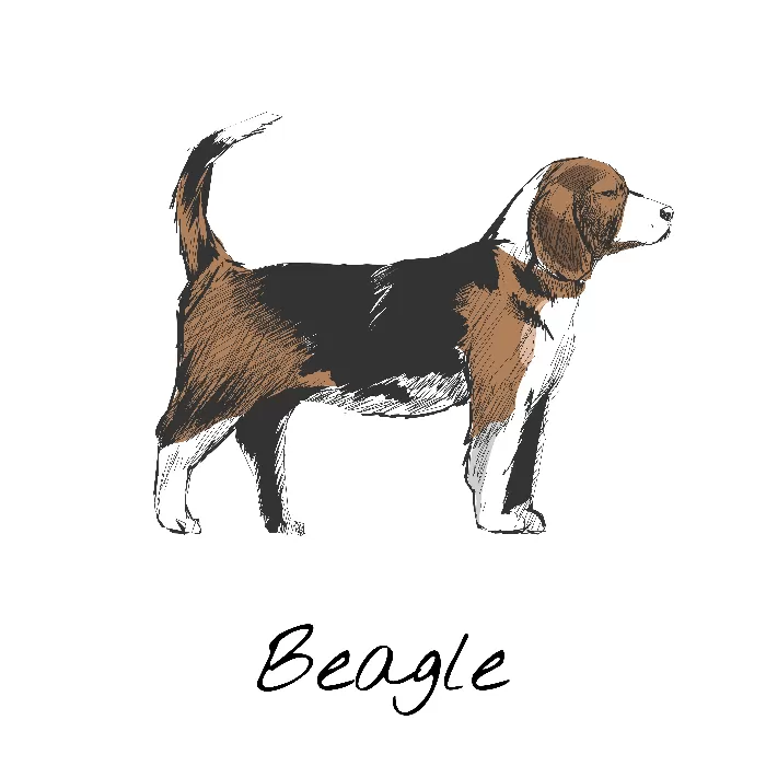 Beagle Illustration