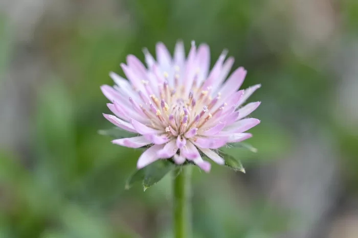 Mayflower Bloom