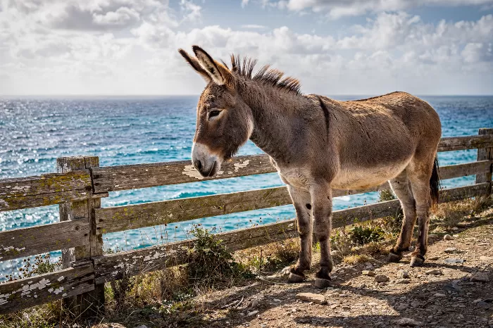 Coastal Donkey