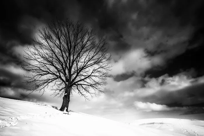 Snow Tree