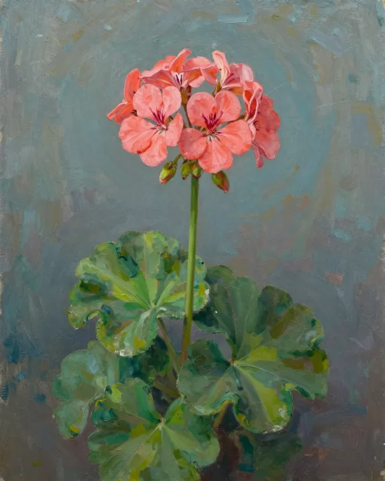 Stocking Geranium