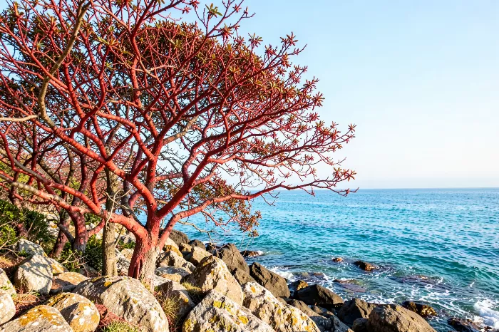 Red Bark Shore