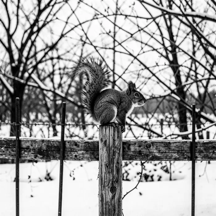 Perched Post