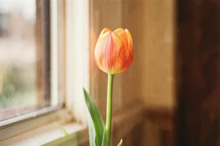 Sill Bloom