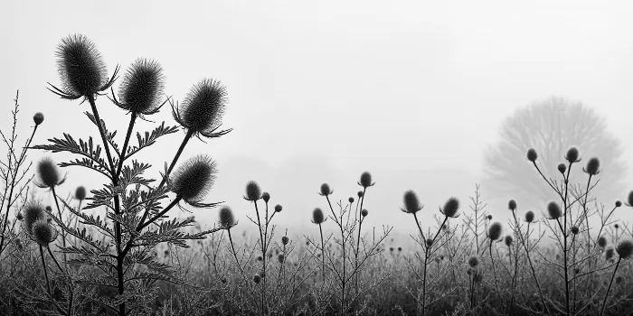 Winter Thistles II