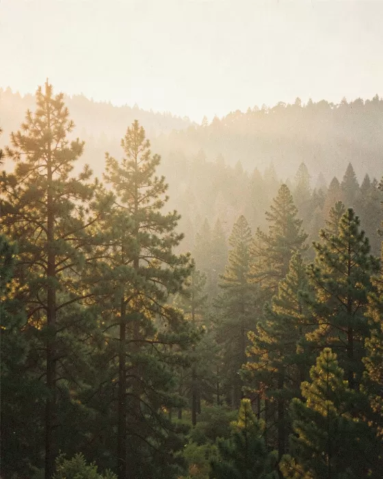 Pine Fog