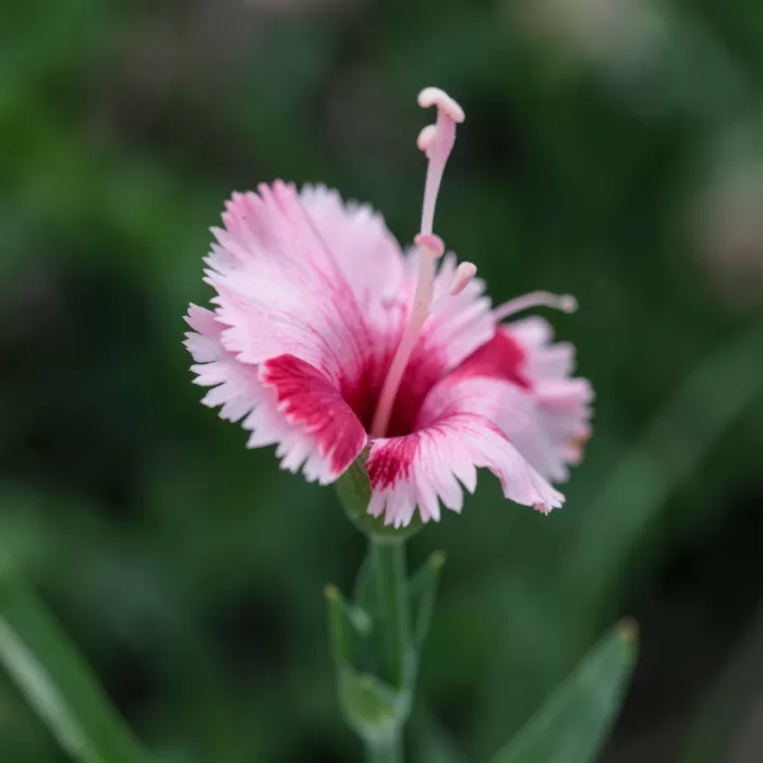 Petal Edge