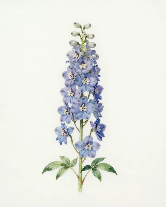 Delphinium Study