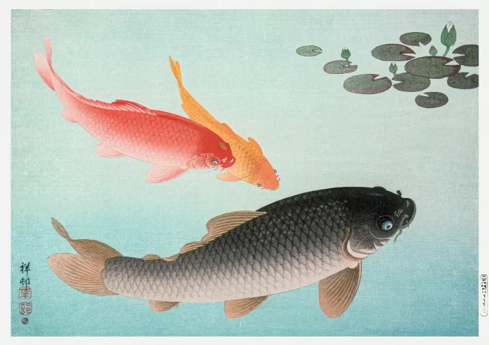 Common and Golden Carp